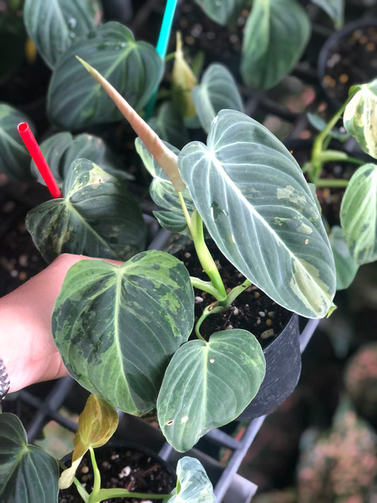 Rare Plant pre orders from Fuzzy Roots