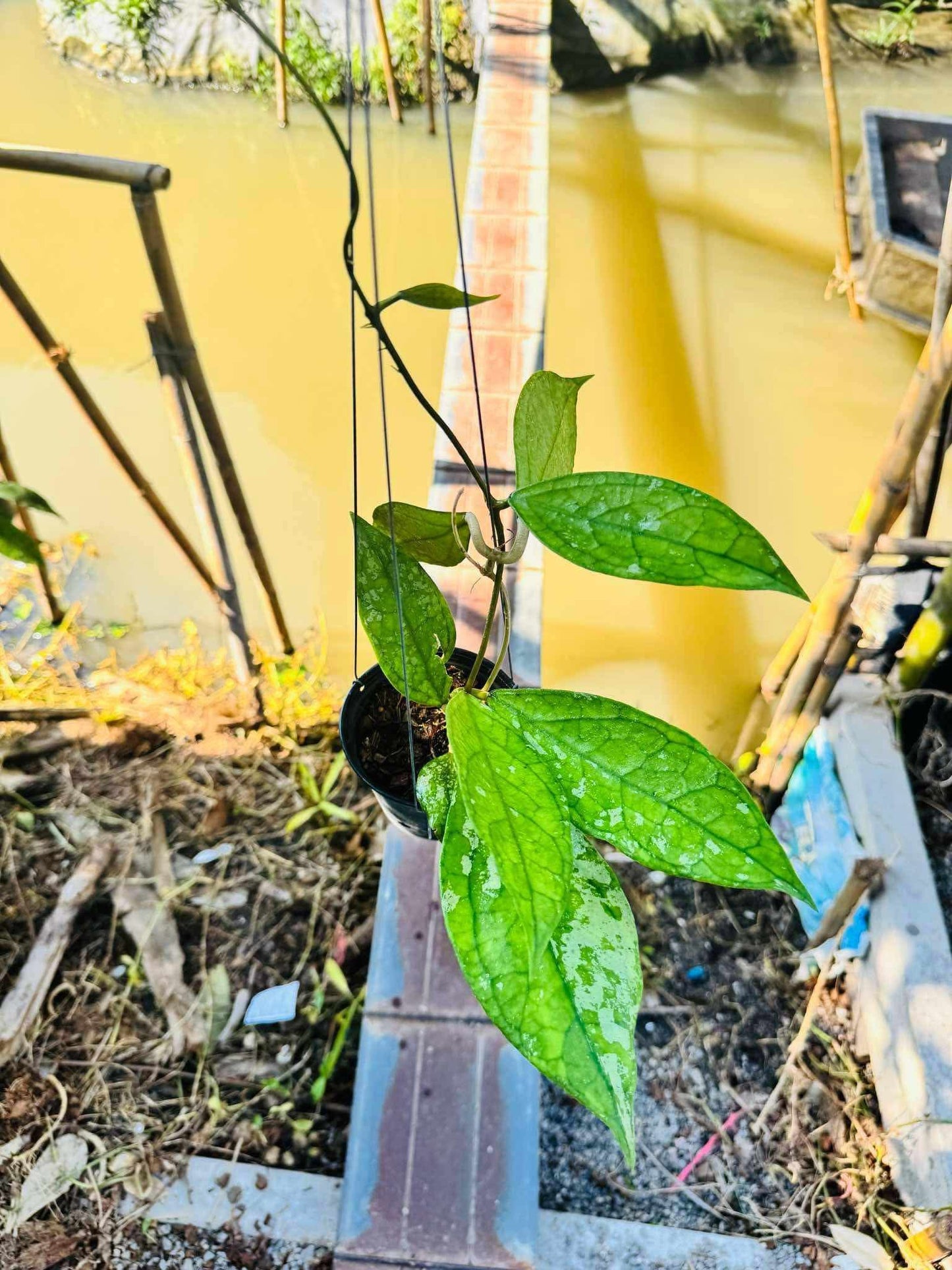 Rare Plant pre orders from Fuzzy Roots