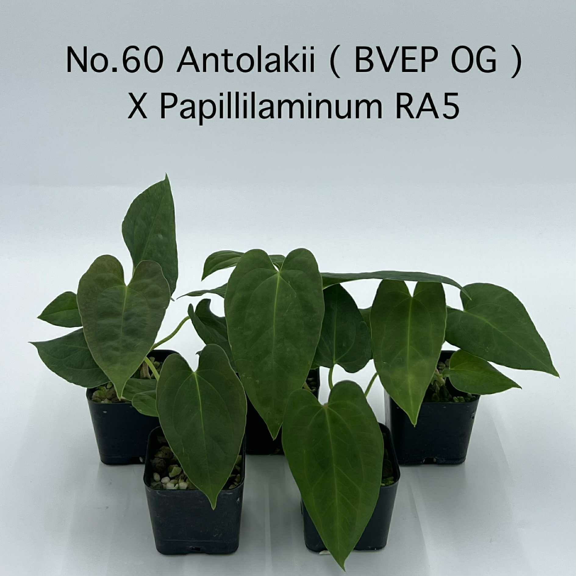 Rare Plant pre orders from Fuzzy Roots