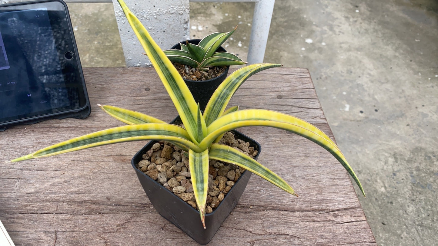 Rare Plant pre orders from Fuzzy Roots