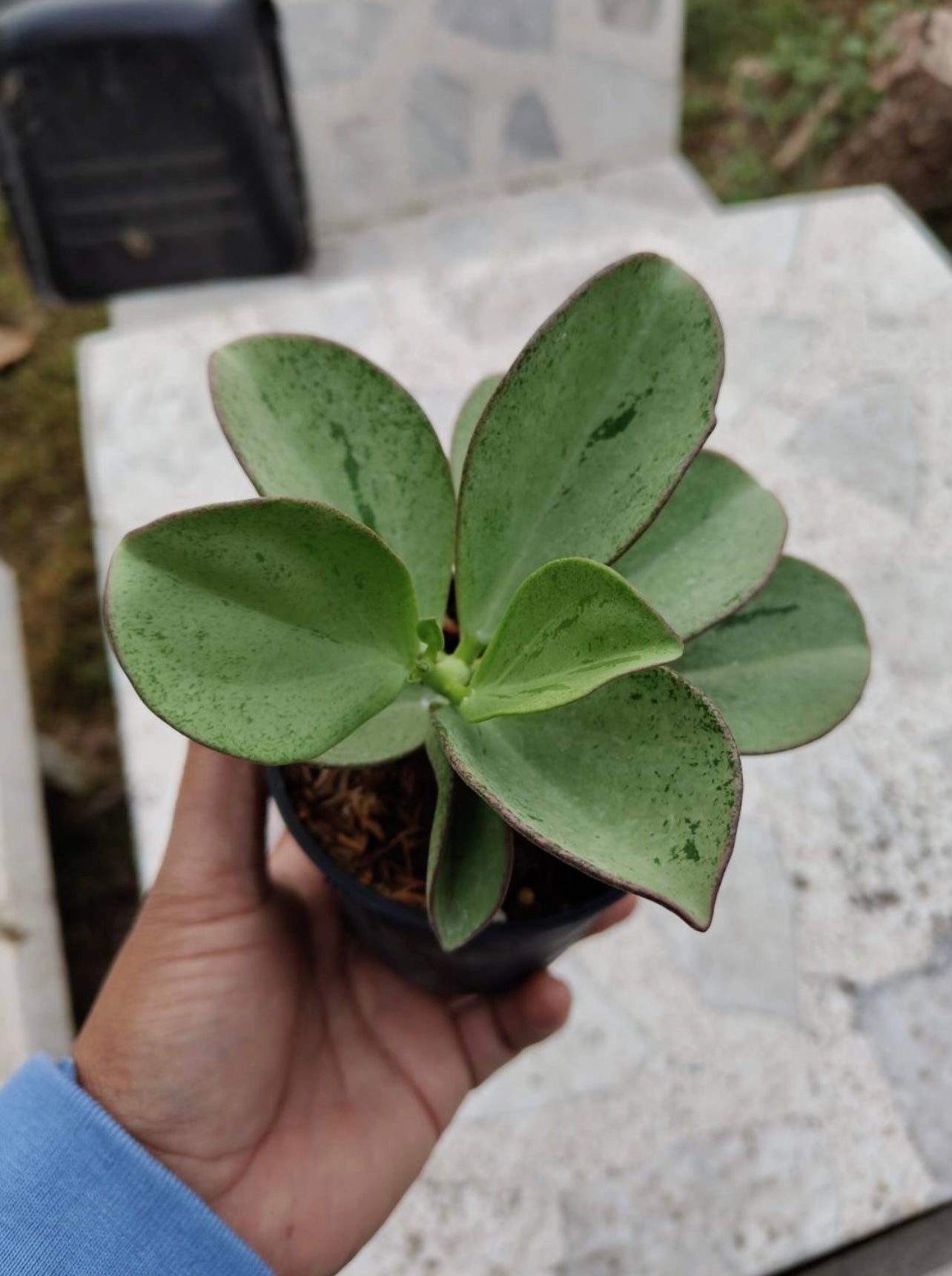 Rare Plant pre orders from Fuzzy Roots