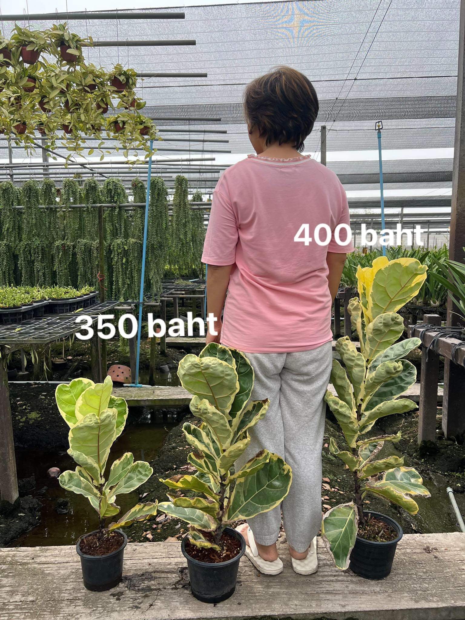 Rare Plant pre orders from Fuzzy Roots