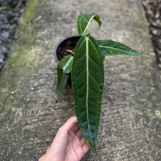 Rare Anthurium seed or seedling hybrids pre orders for Fuzzy Roots