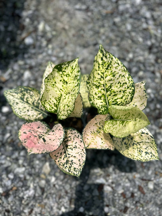 Rare Plant pre orders from Fuzzy Roots