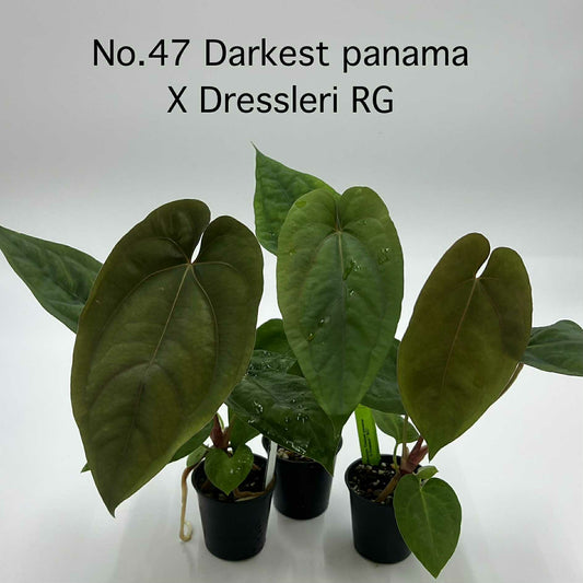 Rare Plant pre orders from Fuzzy Roots