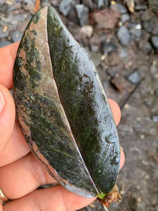 Rare Plant pre orders from Fuzzy Roots