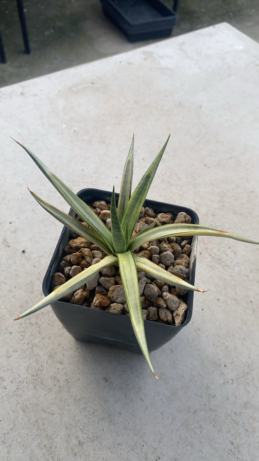 Rare Plant pre orders from Fuzzy Roots