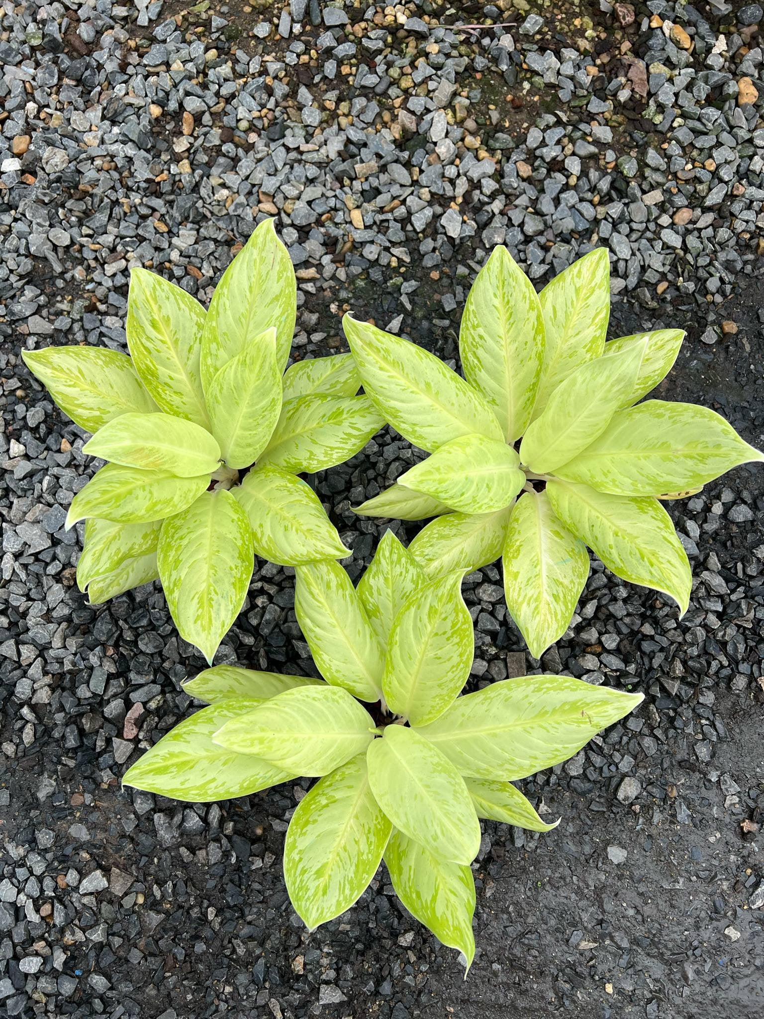 Rare Plant pre orders from Fuzzy Roots
