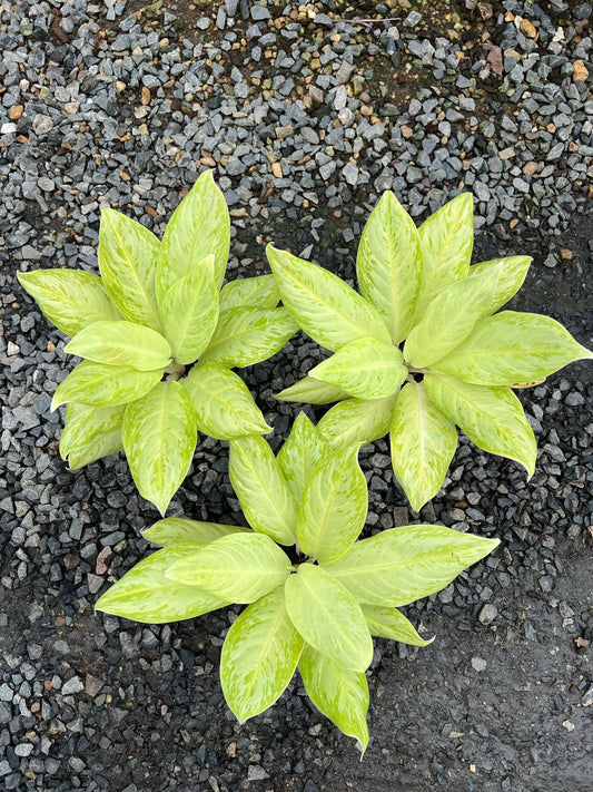Rare Plant pre orders from Fuzzy Roots