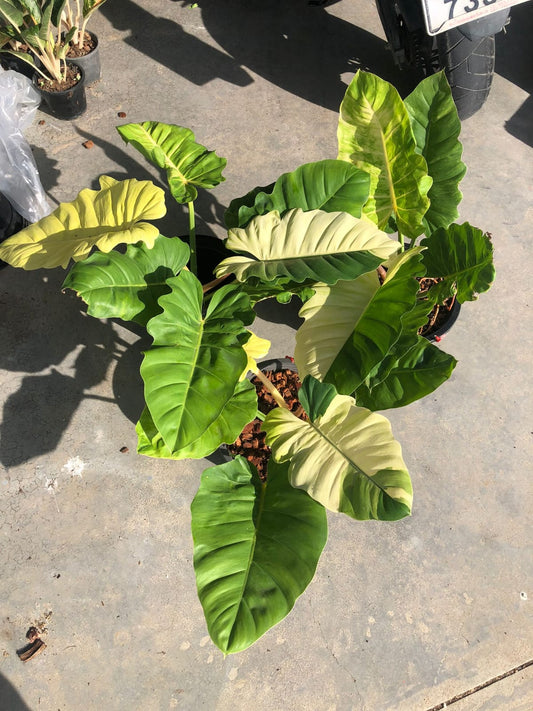 Rare Plant pre orders from Fuzzy Roots