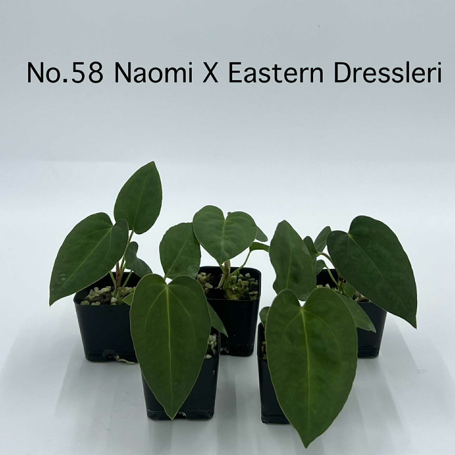 Rare Plant pre orders from Fuzzy Roots