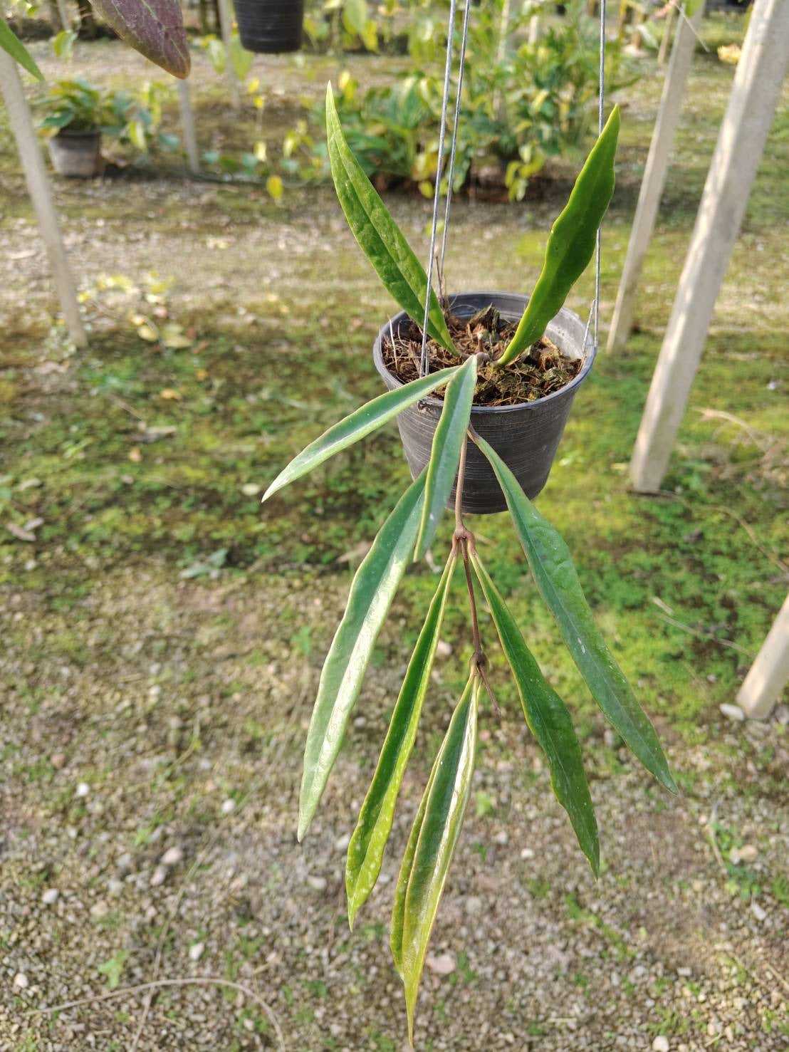 Rare Plant pre orders from Fuzzy Roots