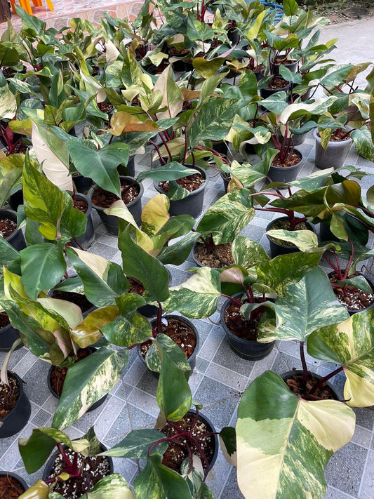 Rare Plant pre orders from Fuzzy Roots