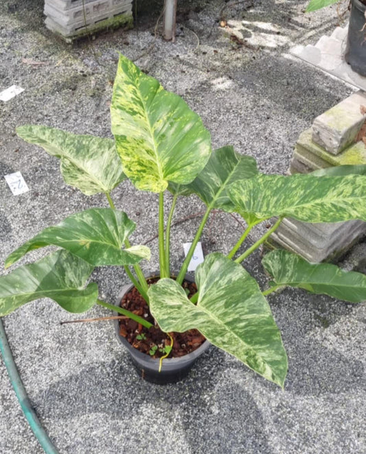 Rare Plant pre orders from Fuzzy Roots