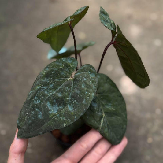 Rare Anthurium seed or seedling hybrids pre orders for Fuzzy Roots
