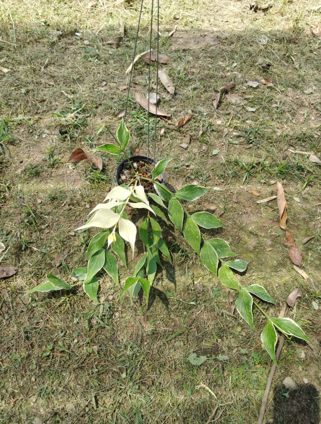 Rare Plant pre orders from Fuzzy Roots