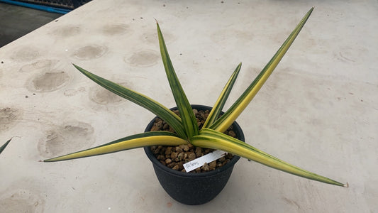 Rare Plant pre orders from Fuzzy Roots