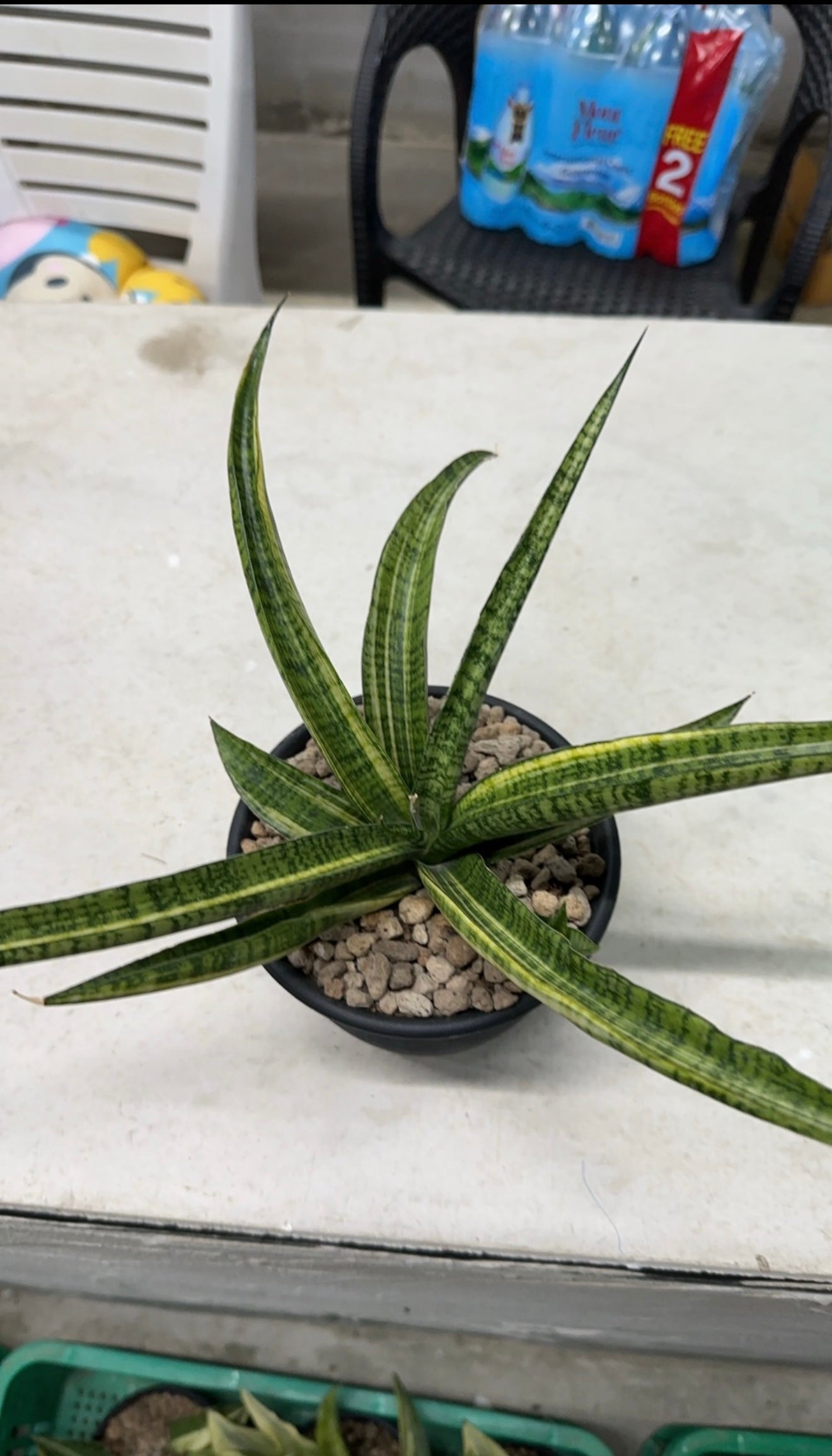 Rare Plant pre orders from Fuzzy Roots