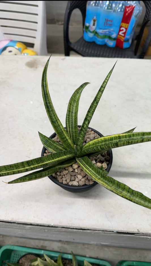 Rare Plant pre orders from Fuzzy Roots
