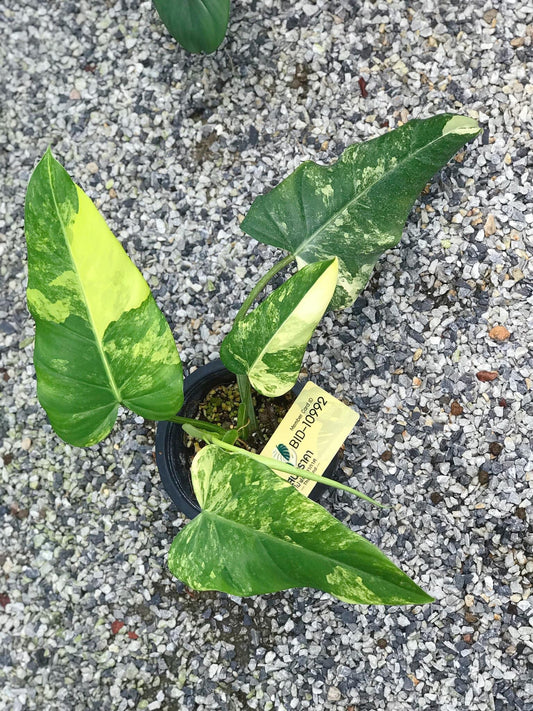 Rare Plant pre orders from Fuzzy Roots