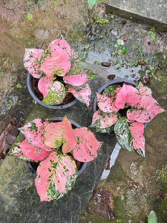Rare Plant pre orders from Fuzzy Roots