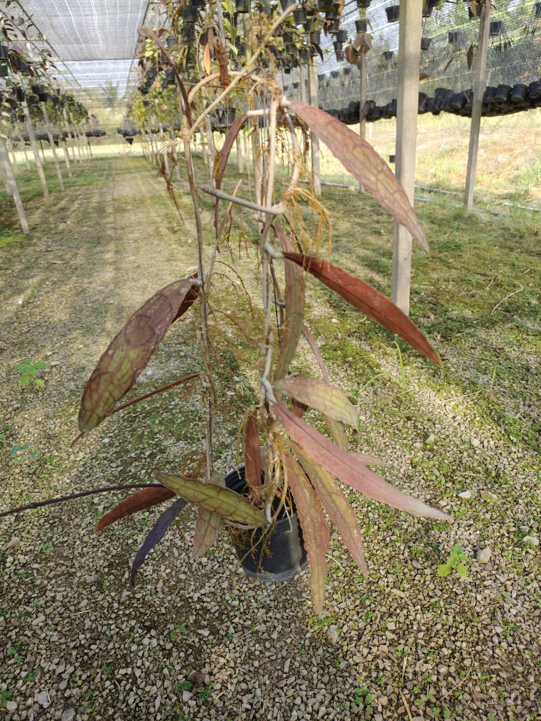 Rare Plant pre orders from Fuzzy Roots