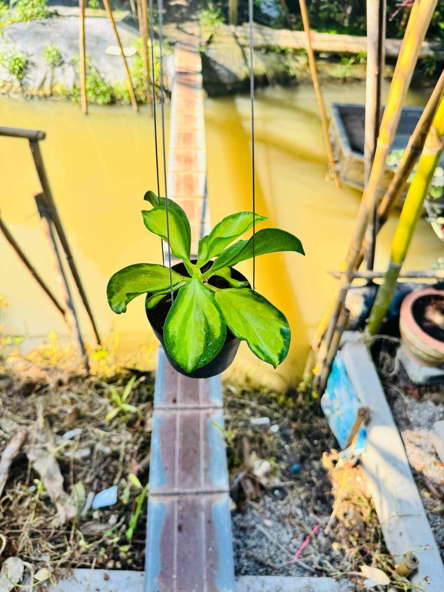 Rare Plant pre orders from Fuzzy Roots