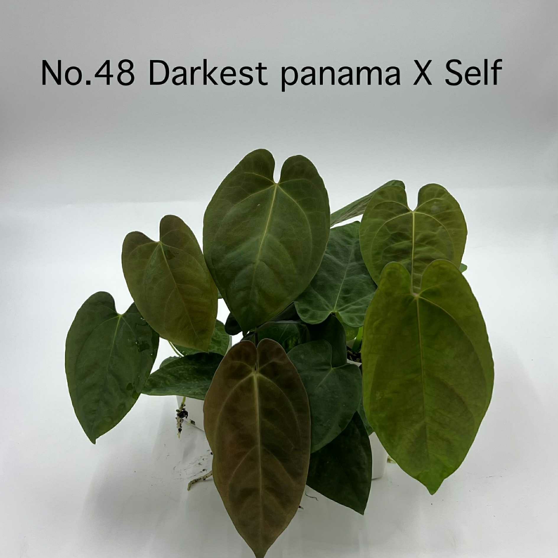 Rare Plant pre orders from Fuzzy Roots