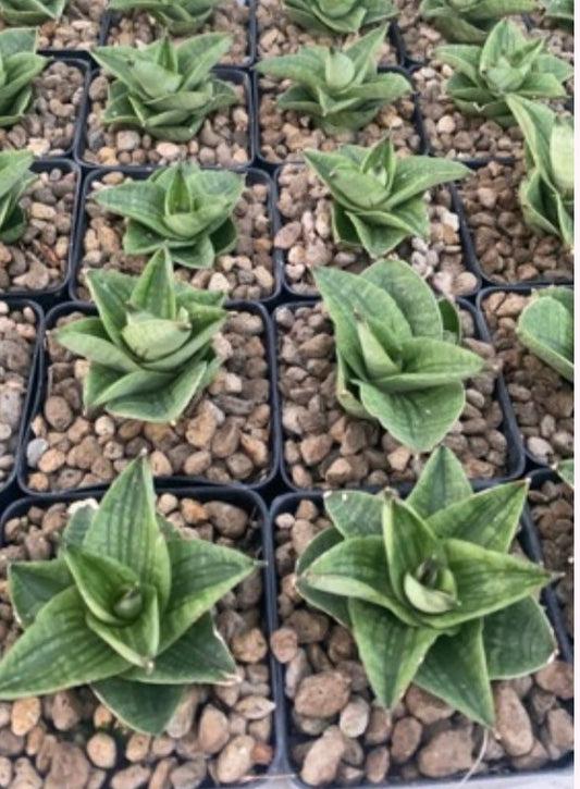 Rare Plant pre orders from Fuzzy Roots