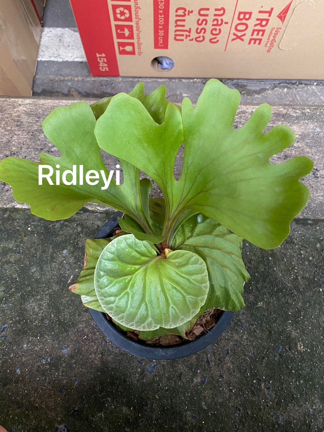 Platycerium (Pre-Orders) – Fuzzy Roots