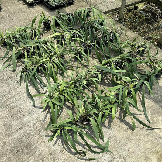 Rare Plant pre orders from Fuzzy Roots