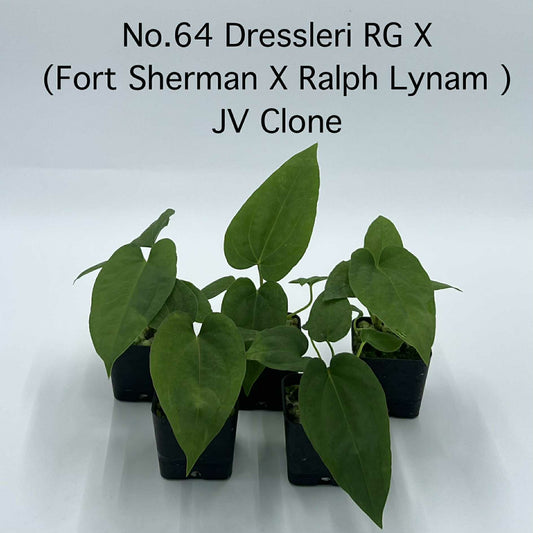 Rare Plant pre orders from Fuzzy Roots