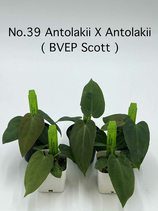 Rare Plant pre orders from Fuzzy Roots