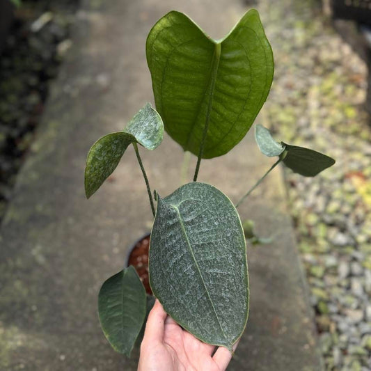 Rare Anthurium seed or seedling hybrids pre orders for Fuzzy Roots