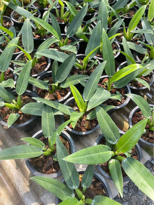 Rare Plant pre orders from Fuzzy Roots