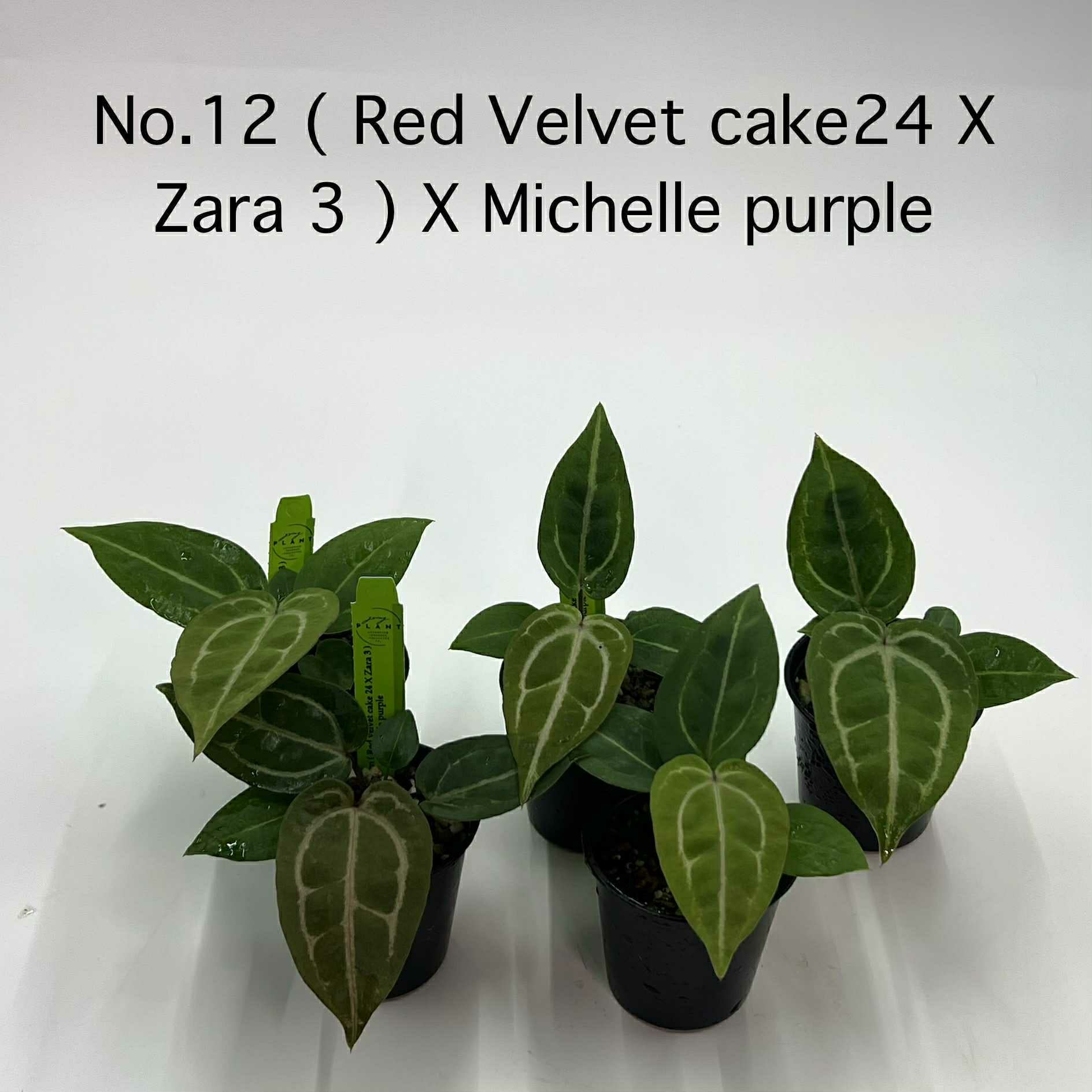 Rare Plant pre orders from Fuzzy Roots
