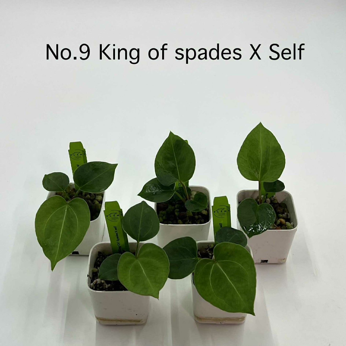 Rare Plant pre orders from Fuzzy Roots
