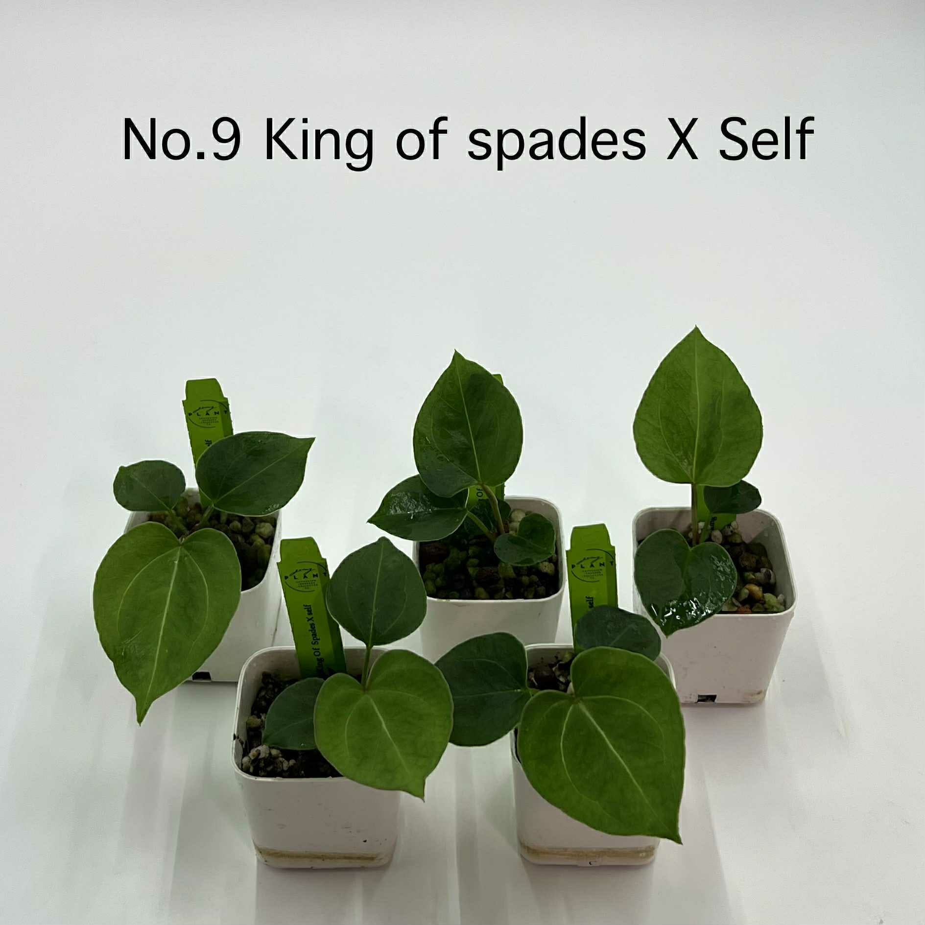 Rare Plant pre orders from Fuzzy Roots