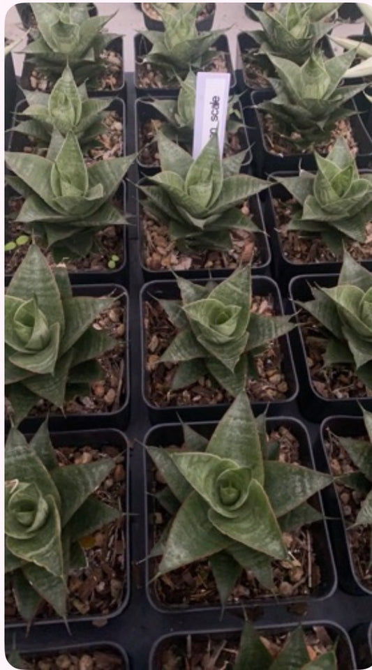 Rare Plant pre orders from Fuzzy Roots