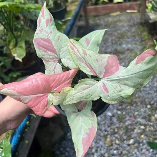Rare Plant pre orders from Fuzzy Roots