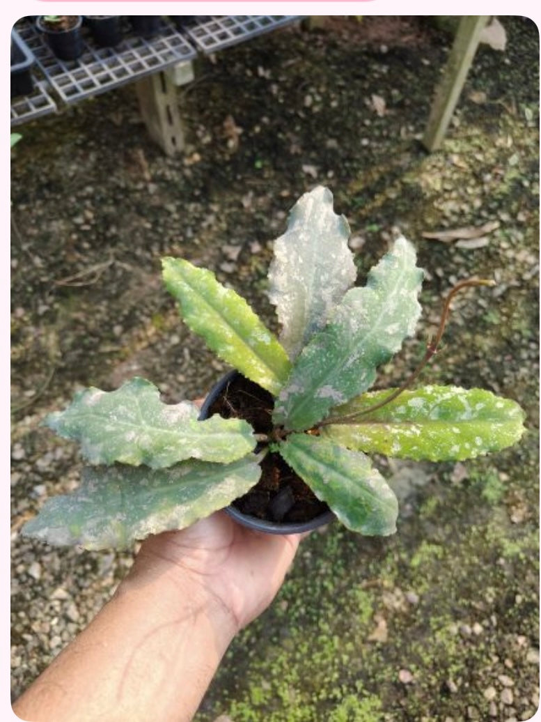 Rare Plant pre orders from Fuzzy Roots