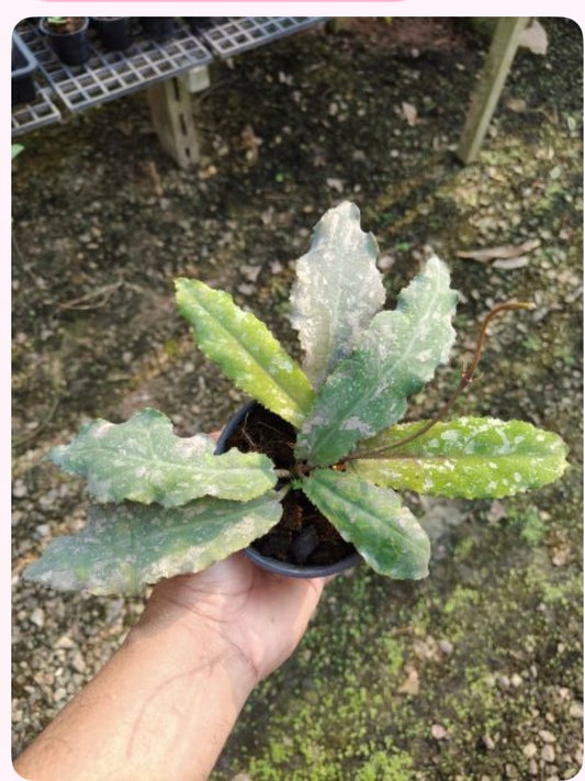 Rare Plant pre orders from Fuzzy Roots