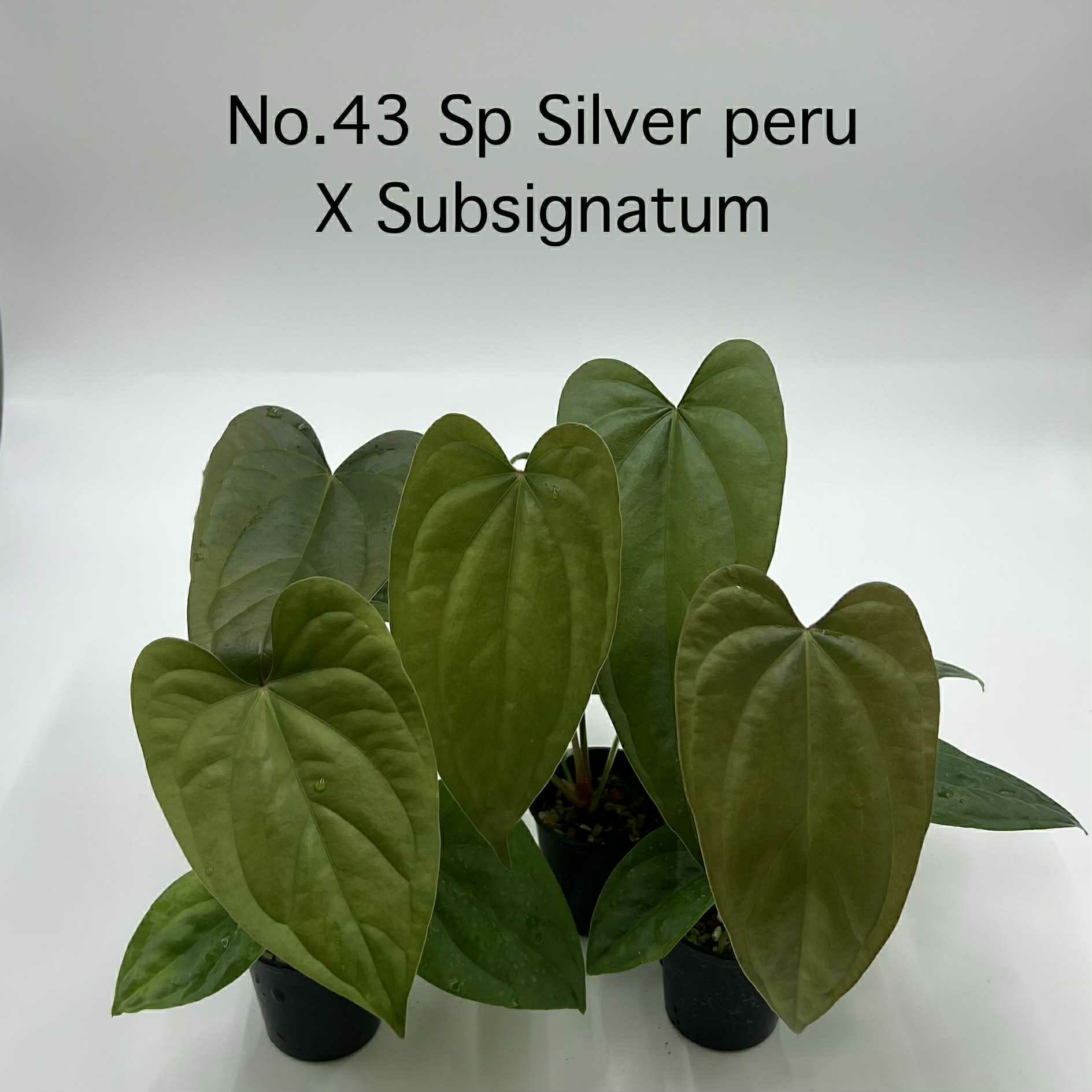 Rare Plant pre orders from Fuzzy Roots