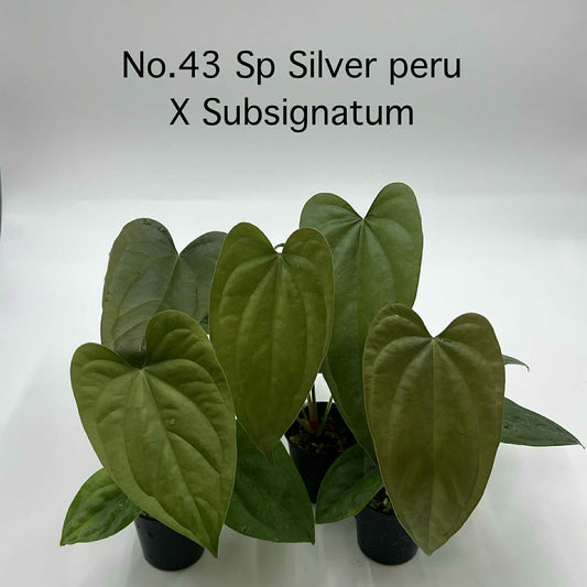Rare Plant pre orders from Fuzzy Roots