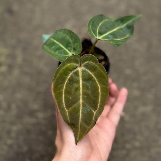 Rare Anthurium seed or seedling hybrids pre orders for Fuzzy Roots