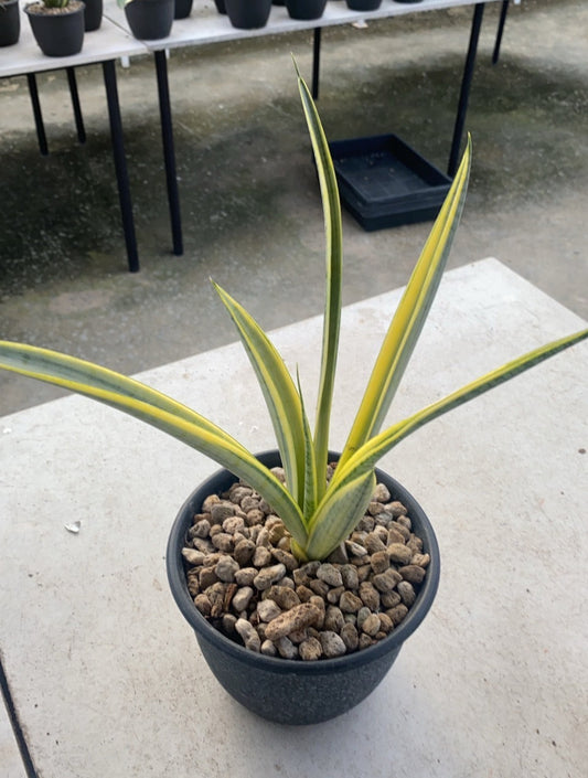 Rare Plant pre orders from Fuzzy Roots