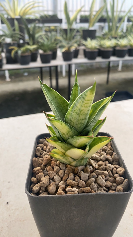 Rare Plant pre orders from Fuzzy Roots
