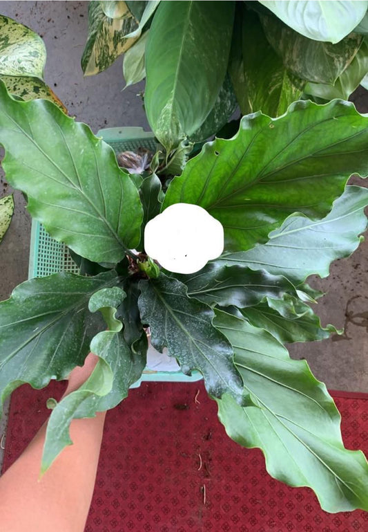 Rare Plant pre orders from Fuzzy Roots