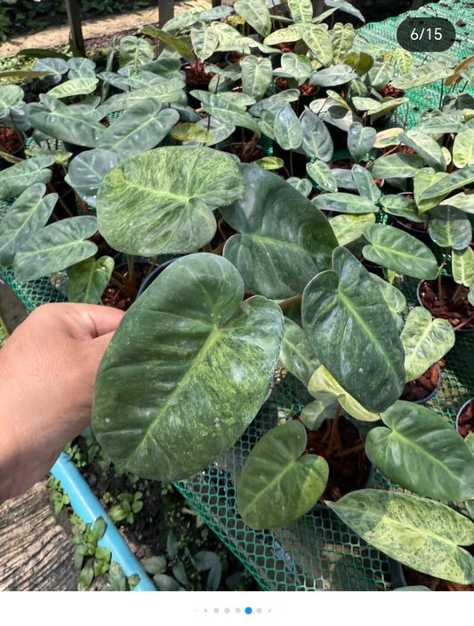 Rare Plant pre orders from Fuzzy Roots