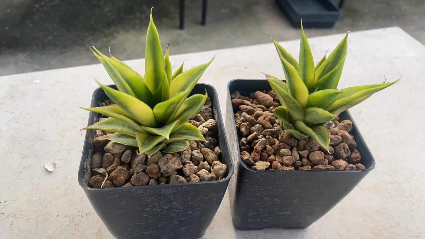 Rare Plant pre orders from Fuzzy Roots